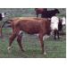 Cow Health: Copper deficiency