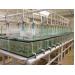 Parasite treatment reduces F. columnare infection in tilapia