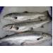 Aquaculture viruses: An Atlantic salmon case study