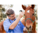 Horse Health: Hydrating Your Horse after Running or Racing