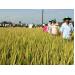 Lúa giống xác nhận giúp giảm chi phí, tăng lợi nhuận