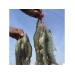 Shrimp biofloc production trials in Saudi Arabia