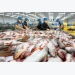 Falling shipments to EU, U.S. put tra fish sector under tenterhooks