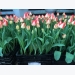 8 giống hoa tulip phù hợp trồng vụ đông miền Bắc