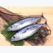 Giá cá ngừ, giá tôm hùm tại Phú Yên 23-11-201