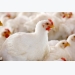 Protect broiler performance with HMTBa methionine