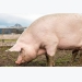 Pig keepers warned not to feed kitchen scraps to pigs due to African swine fever risk
