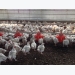 Enzyme, phytase combo supports poultry production with less phosphorus: study