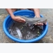 Nuôi cá leo trong ao đất, mô hình cá da trơn nhiều hứa hẹn tại Nghệ An