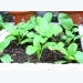 Bỏ túi kỹ thuật trồng rau cải chip mùa thu tại nhà xanh non mơn mởn