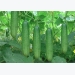 Kỹ thuật trồng cây dưa chuột tại nhà xanh mướt, quả sai trĩu cành