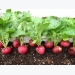 Trồng củ cải đỏ tại nhà xanh và sạch một tháng có thể thu hoạch