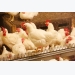 Strengthening broiler legs through nutrition and management