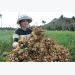 Japanese garlic may overtake Ly Son garlic fields on Ly Son island