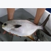 Kỹ thuật nuôi cá chim vây vàng thoát nghèo ngoạn mục