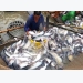 Tra fish exports raising in the last month of the year