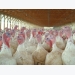 Extra vitamin D may protect poultry during a coccidial challenge