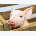 Protein amount, not source may guide antibiotic-free swine production