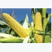 Breeding highly productive corn reduced its ability to adapt