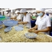 Vietnam, Cambodia to develop cashew farming area