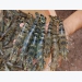 Minh Phu to help 20,000 shrimp farms reach Monterey Bay ‘Best Choice’ rating