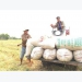 VFA encourages local food traders to participate in Philippine rice tender of 500,000 tons