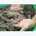 Việt Nam has opportunity to boost white-leg shrimp exports to EU