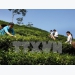 Vietnam cultivates 125,000 hectares of tea