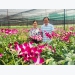Dau Tieng: Effective urban agricultural models promoted