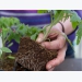 How to pot on tomato seedlings