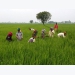 Asia Rice: Indian rates gain for third week; markets eye Philippine order