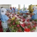 Fruit, vegetable exports valued at 3.3 billion USD