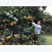 Arriving at the new orange fruit growing in Binh Thanh