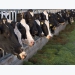 Precision dairy rationing tools improve milk production, profits