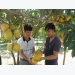 Tan Huong in the sooner crop of grapefruits