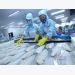 Vietnam to tighten the control of exceeding Chlorate level in pangasius
