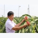 Long An Province seeks to expand use of advanced techniques to grow dragon fruit