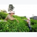 Việt Nam’s export of tea to Taiwan up
