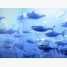 Japanese IoT firms pour into aquaculture