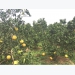 Tan Yen expands fruit cultivation under VietGAP procedure