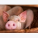 Fungal fermented rye may reduce reliance on antibiotics in pigs