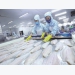 The US accept the equivalent system: great opportunity of export of Vietnamese Pangasius