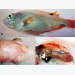 Liều lượng bổ sung tỏi vào thức ăn của cá diêu hồng