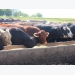 New feeding model explored for US cattle feedlots