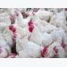 β-mannanase feed additive may boost broiler microbiota diversity