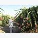 Long An has over 2,000-hectare high-tech dragon fruit