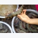 Cà Mau’s organic shrimp – solution to climate change adaptation