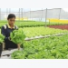Vietnam, Netherlands enhance cooperation in agriculture