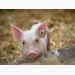 Longitudinal investigation of swine gut microbiome published