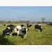 Dutch dairy consortium evaluating effectiveness of DSM methane inhibitor